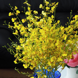 Oncidium Orchid Catalog