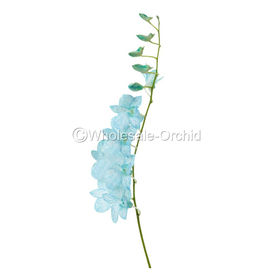 BW-BIG WHITE DYED BLUE 2.jpg