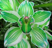 dyed green cymbidium.jpg