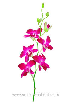 sabine dendrobium_.jpg