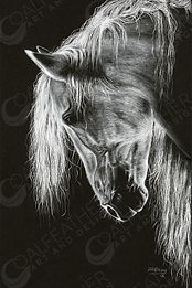 Lucita_White Andalusian.jpg