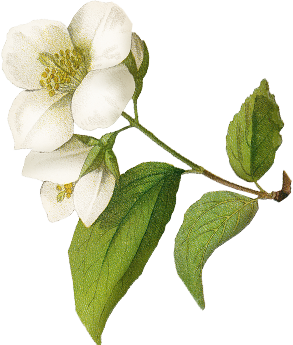 Flower.png