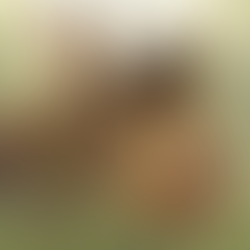 Relato Nº13 - Copito y su jardín