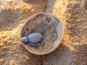 World Sea Turtle Day: Celebrating Life by the Shore