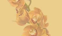 cymbidium_orchid-orange (1) (2)_edited_e