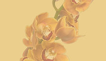 cymbidium_orchid-orange (1) (2)_edited.j