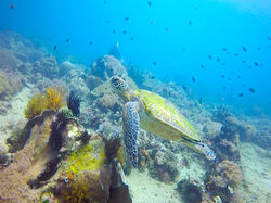 Green Turtle