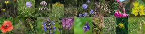 Suivi participatif de l'opération "Semez des fleurs sauvages locales", le 10 juin 2025