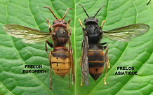 Frelon_asiatique_et_europeen.jpg