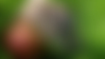 4. Construire un gîte à hérisson...