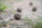 _DSC9787_DxO.jpeg