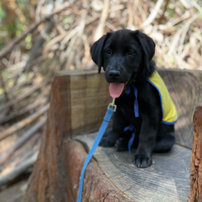 Puppy raisers are the heart of the service dog world