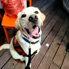 A life-saving companion