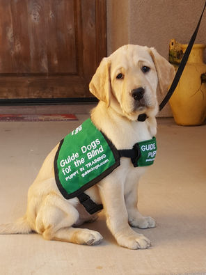 Destined to be a puppy-raiser!