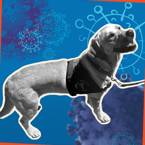 Contagious Conversations: COVID-19 Detection Dog Program