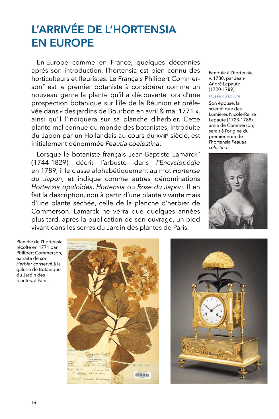 Thumbnail: Hortensia, Plante symbole