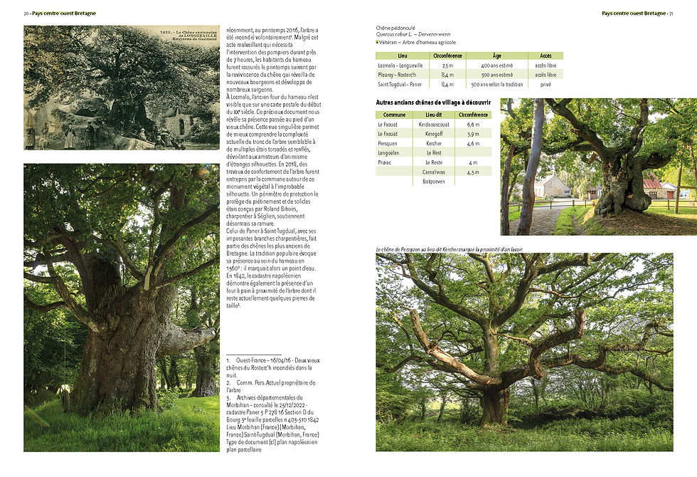 Miniature : Arbres remarquables du Morbihan