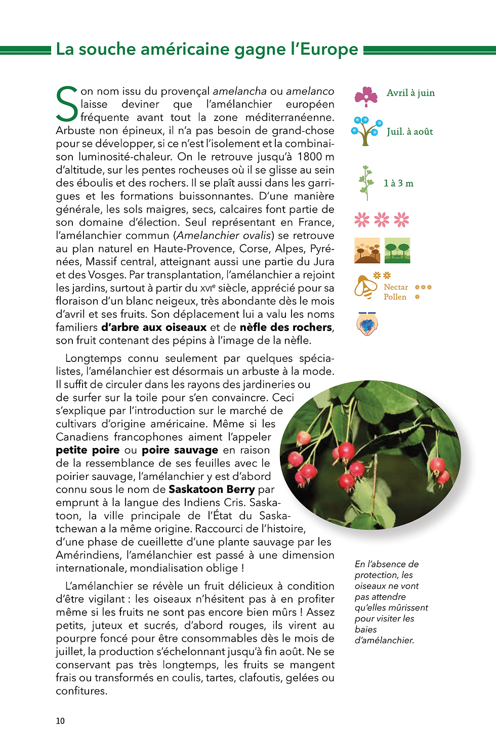 Miniature : Plantes à baies & petits fruits