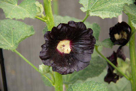 Black hollyhock