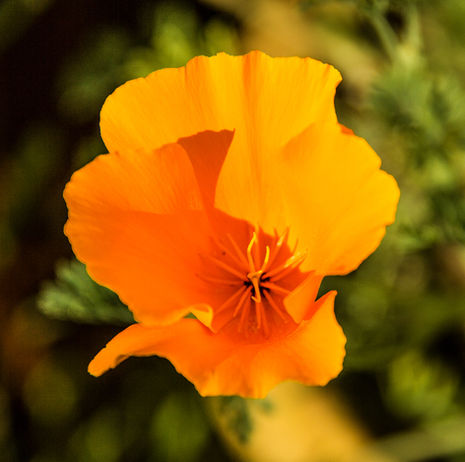 California poppy, a species of Golden poppies [Eschscholzia]