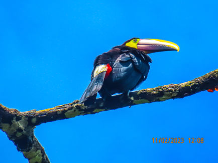 If One Can't, Toucan