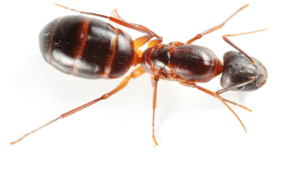 Odorous House Ant