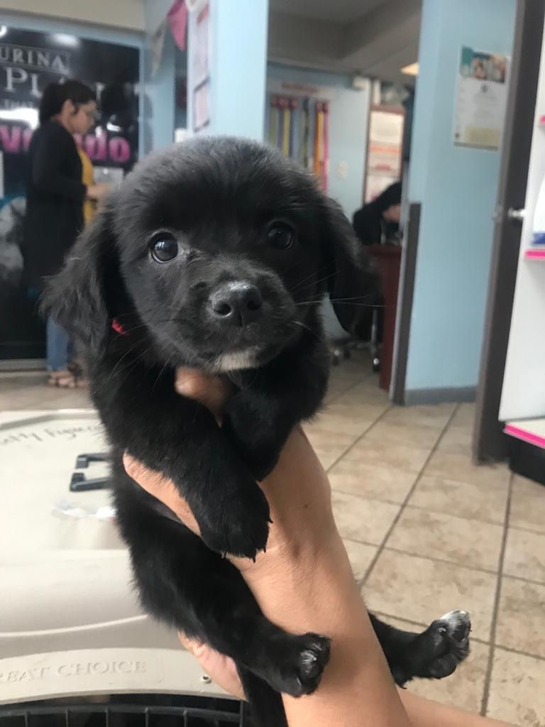Nova