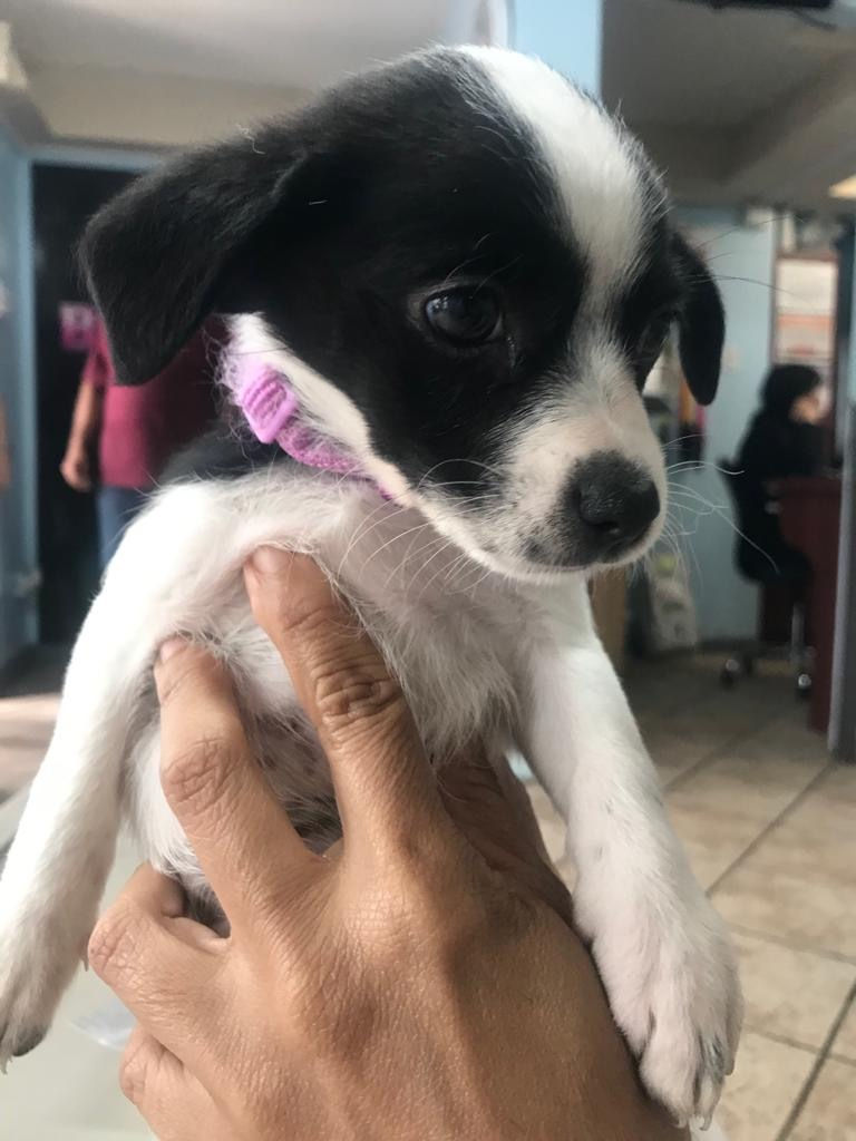 Stella