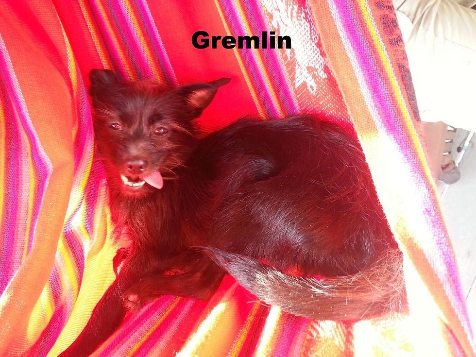 Gremlin