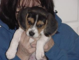 RESCUED BY FOSTERING, words from a new foster mom . . .