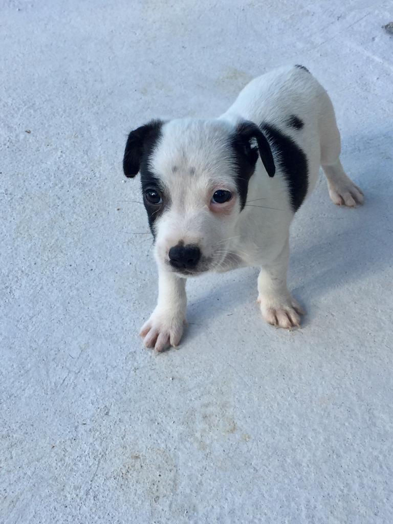 Cooper