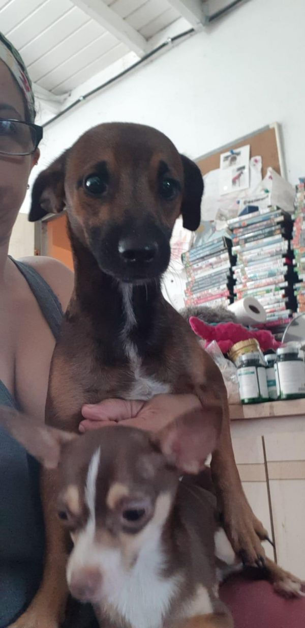 Otto