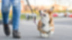 équipement compatible avec les animaux disponibles