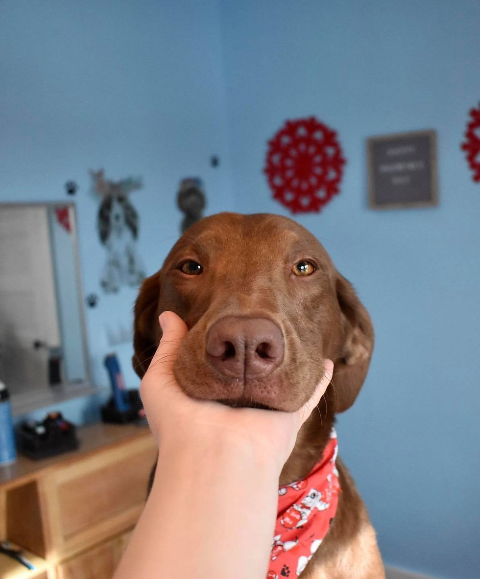 Cocoa