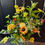 Thumbnail: Premium arrangement 