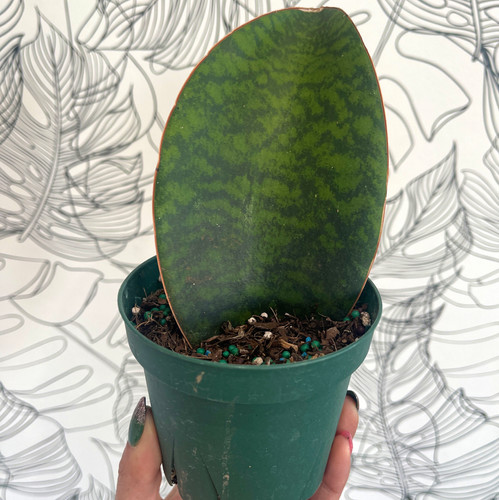 Sanseveria Whale Fin