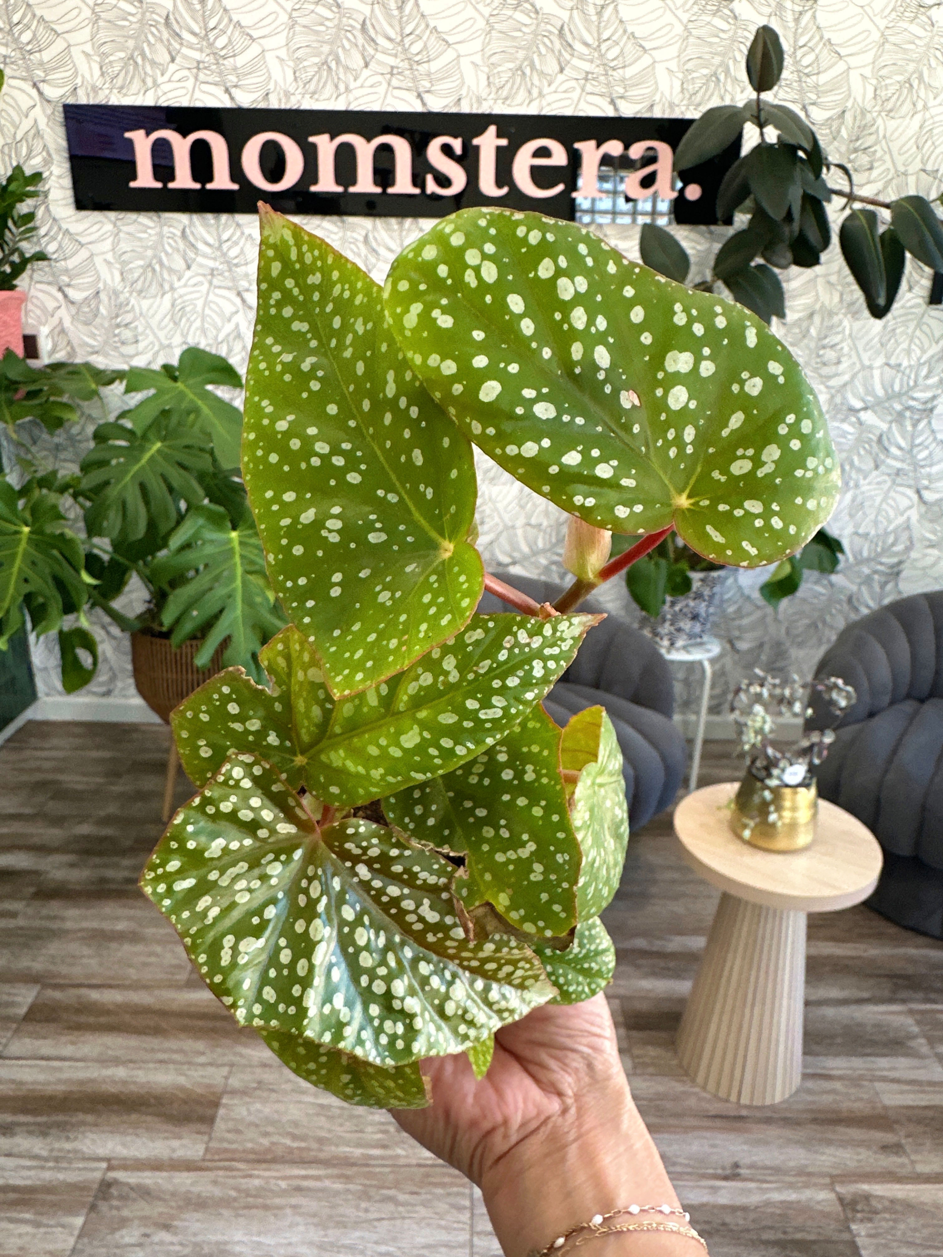 Begonia White Ice