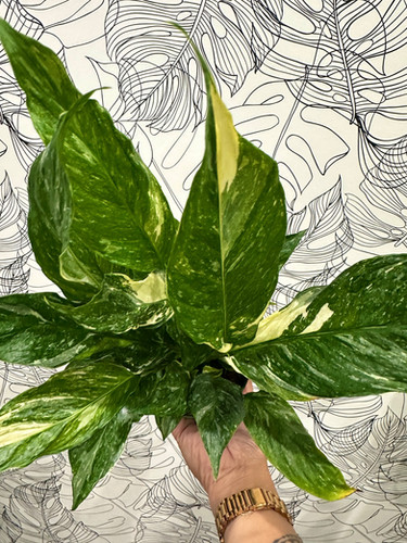 Domino Peace Lily