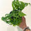 Thumbnail: Monstera Adasonii