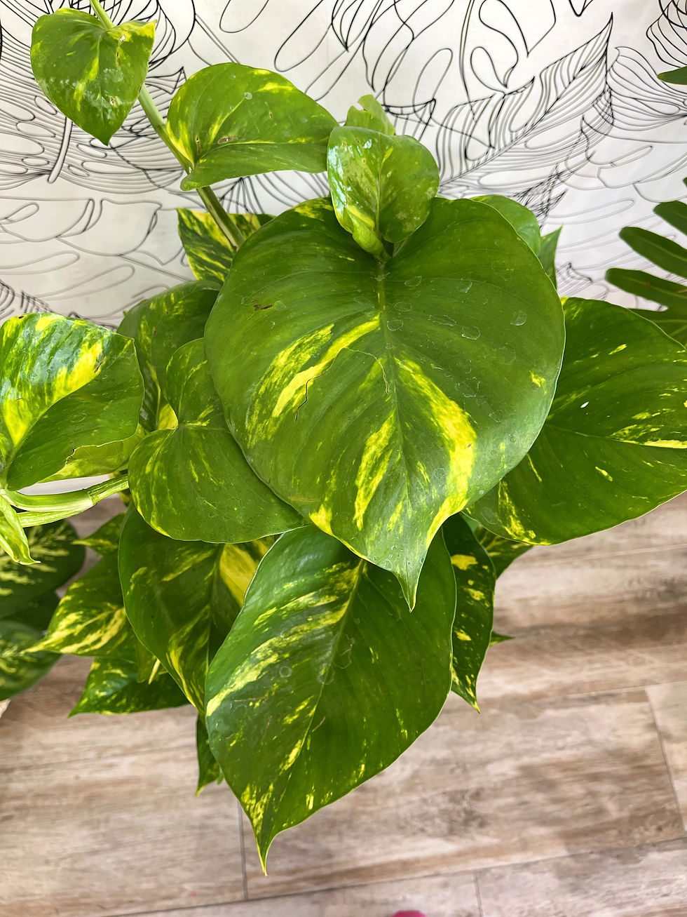 Thumbnail: Golden Big Leaf Pothos w/ Pole
