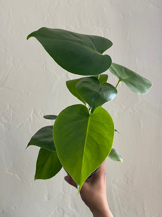 monstera in perlite Lightweight Horticultural Perlite Drainage Plant Substrate – plantandstories