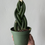 Thumbnail: Sanseveria, Braided
