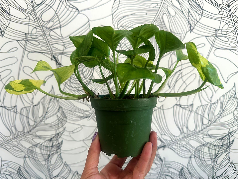 Thumbnail: Global Green Pothos