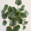 Thumbnail: Peperomia Frost