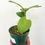 Thumbnail: Hoya Kerri vine 
