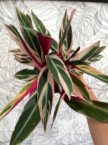 Stromanthe Triostar