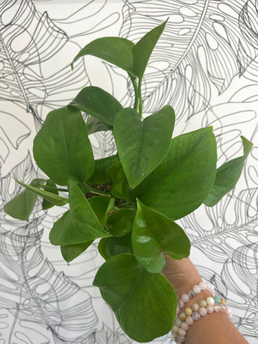 Green Jade Pothos