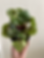 Thumbnail: Peperomia Watermelon