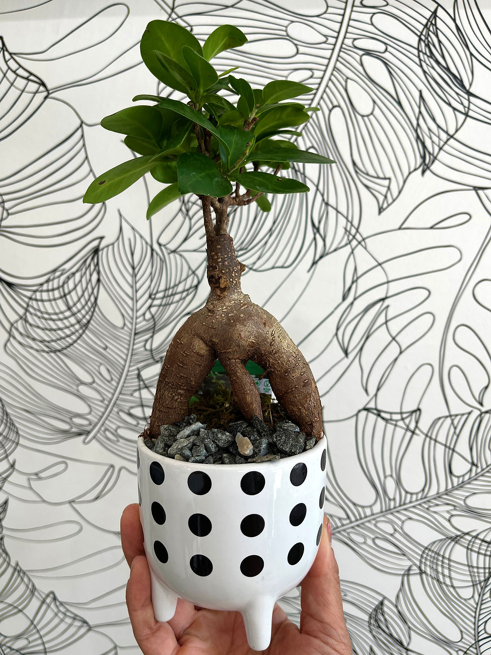 Thumbnail: Ficus Ginseng