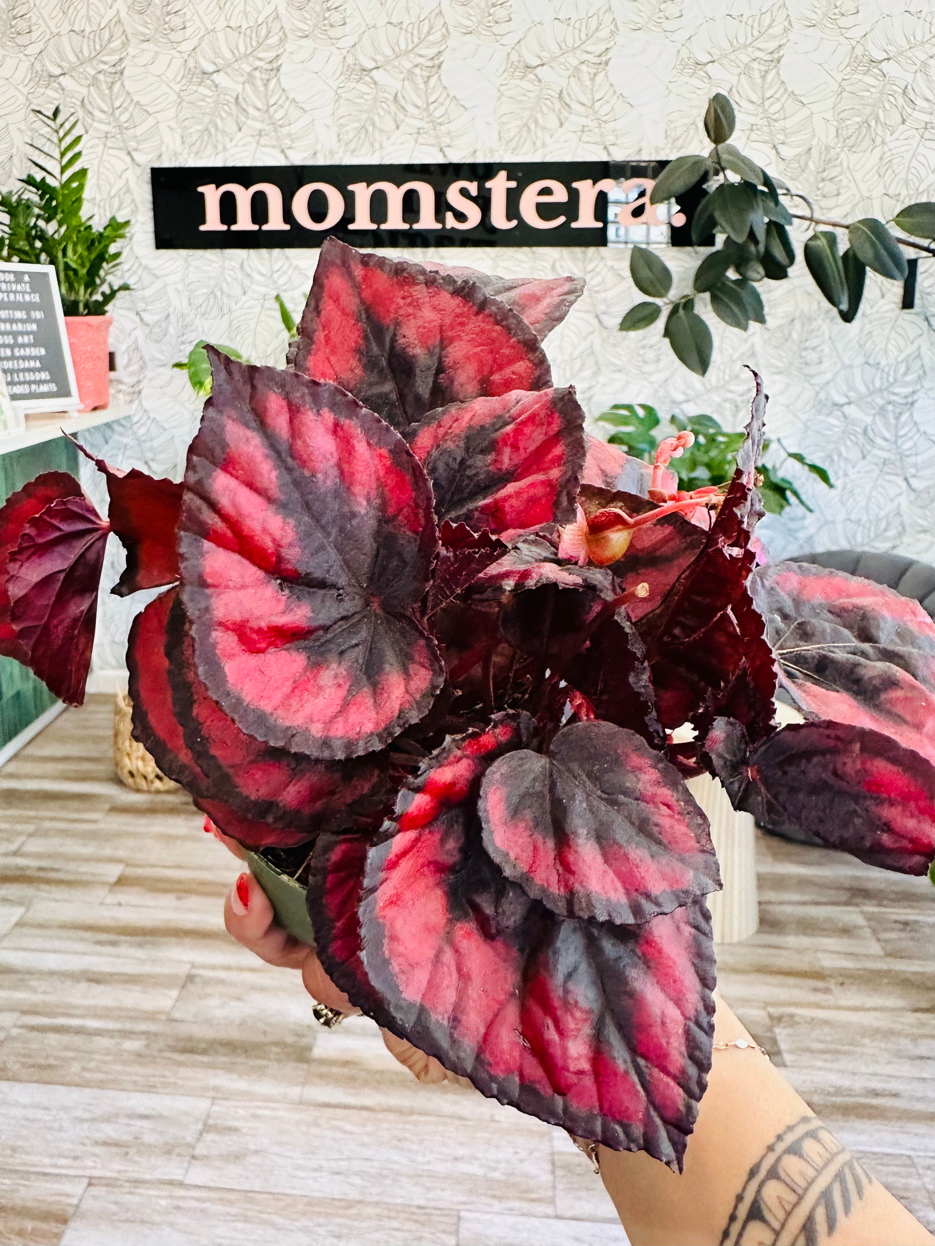 Begonia Rex